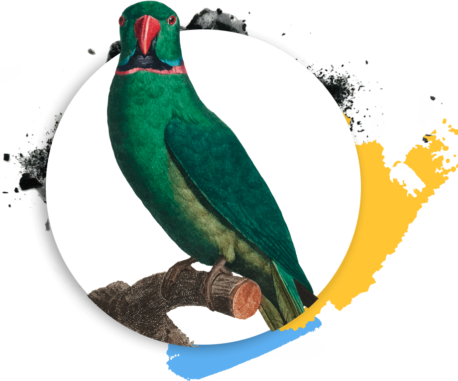 https://harmony.digitallo.net/wp-content/uploads/2019/03/Psittaciformes.png